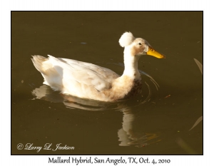 Mallard Hybrid