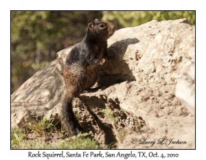 Rock Squirrel