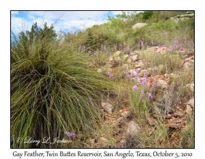 Gay Feather & Bear Grass