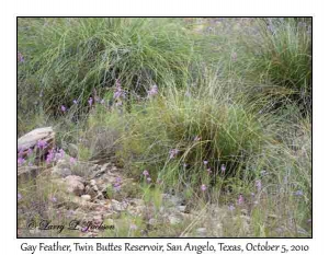 Gay Feather among Bear Grass