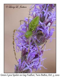 Green Lynx Spider on Gay Feather