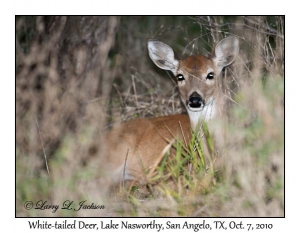 White-tailed Deer