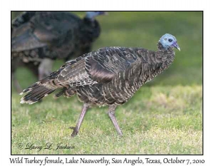 Wild Turkey, female