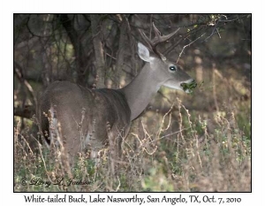 White-tailed Buck