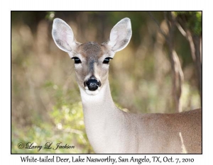 White-tailed Deer