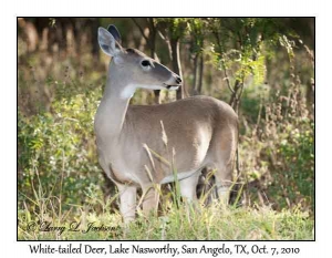 White-tailed Deer