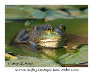 American Bullfrog