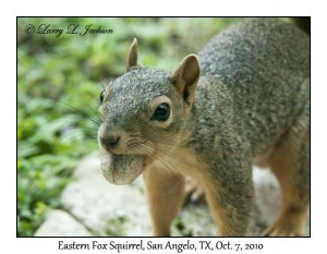 Eastern Fox Squirrel