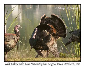 Wild Turkey, male