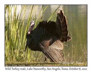 Wild Turkey, male