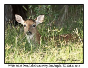 White-tailed Deer