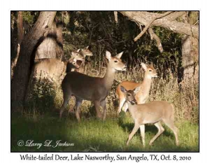 White-tailed Deer