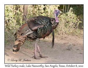 Wild Turkey, male