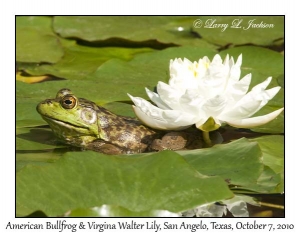 American Bullfrog & Virginia Water Lily