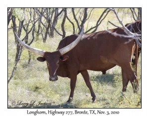 Longhorn, bull