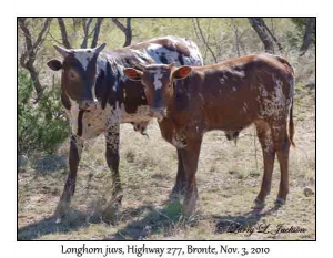 Longhorn, juveniles