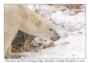 Polar Bear