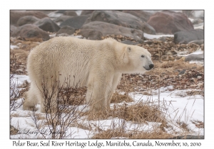 Polar Bear