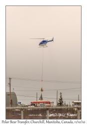 Polar Bear Transfer