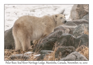 Polar Bear