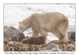 Polar Bear