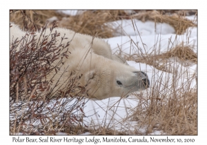 Polar Bear