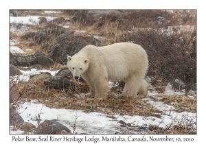 Polar Bear