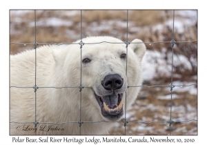 Polar Bear