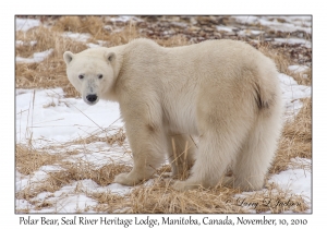 Polar Bear