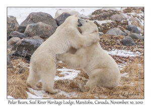 Polar Bears