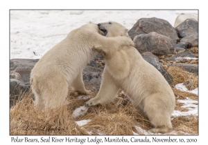 Polar Bears