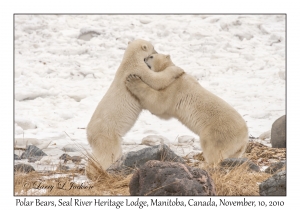 Polar Bears