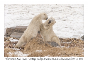 Polar Bears