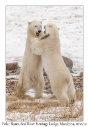 Polar Bears