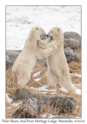 Polar Bears