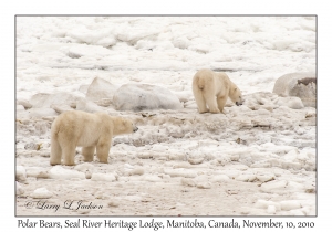 Polar Bears