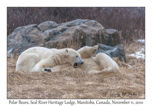 Polar Bears