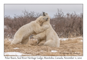 Polar Bears