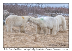 Polar Bears