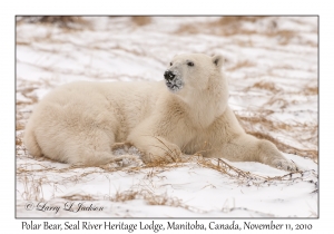 Polar Bear