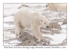 Polar Bears