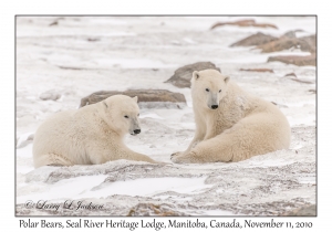 Polar Bears