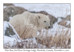 Polar Bear