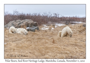 Polar Bears