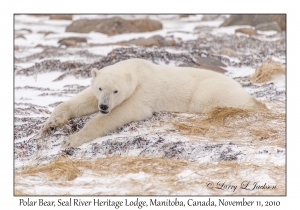 Polar Bear