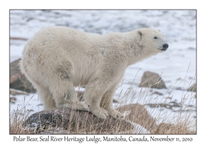 Polar Bear