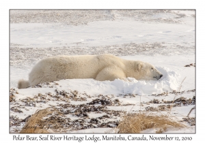 Polar Bear