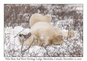 Polar Bear