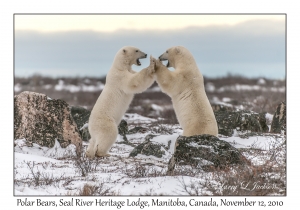 Polar Bears