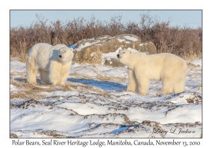 Polar Bears